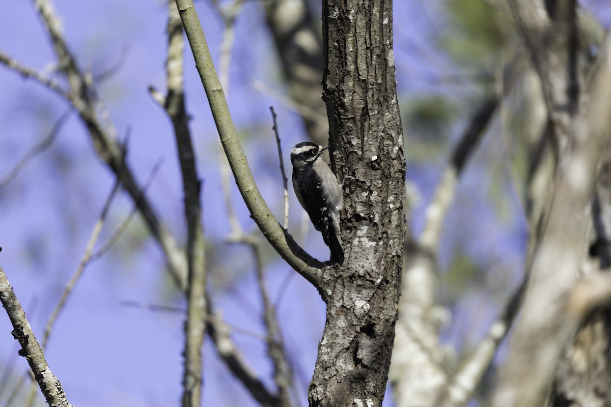 Downy Woodpecker - Anthony Gliozzo