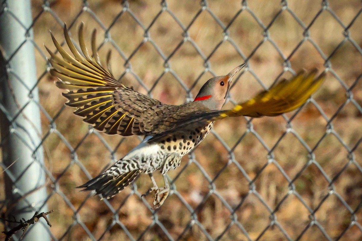 Northern Flicker - ML613198750