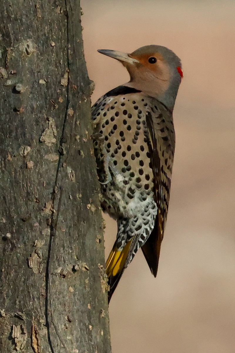 Northern Flicker - ML613198751