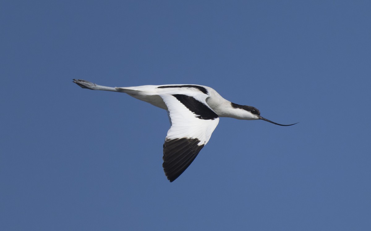 Pied Avocet - ML613198778