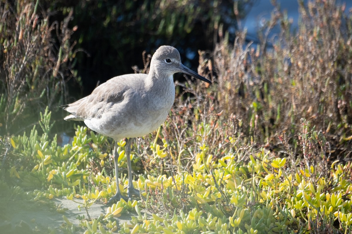 Willet - ML613198819