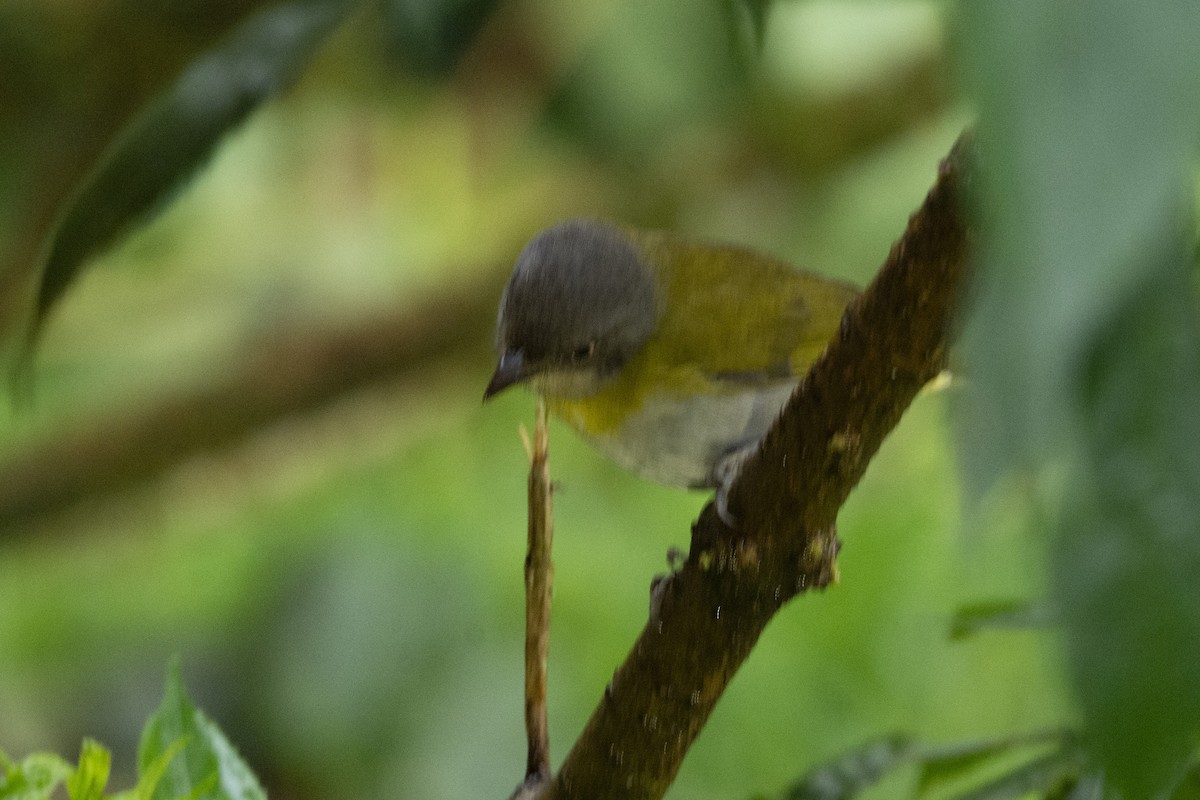 Clorospingo Común (grupo flavopectus) - ML613198871