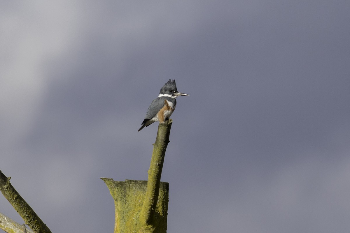Belted Kingfisher - ML613198880