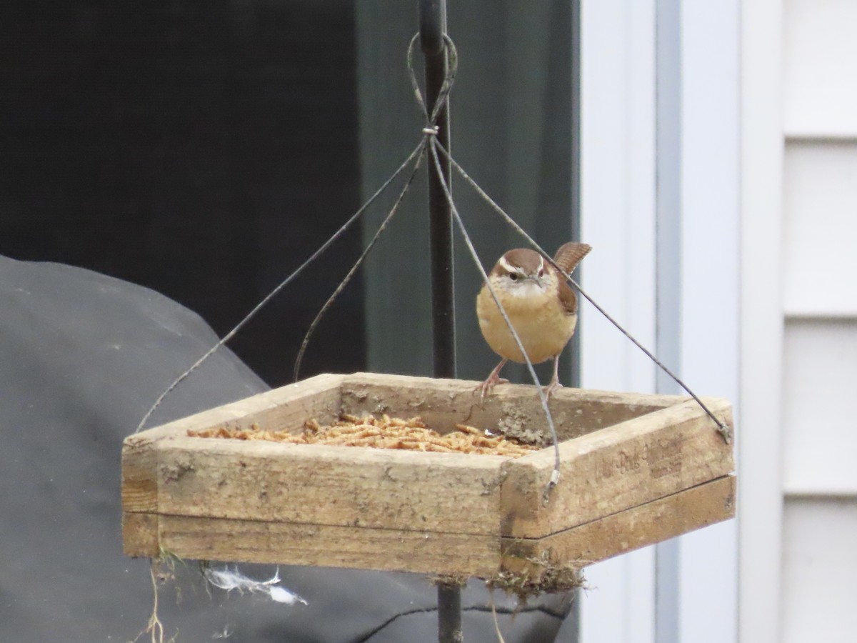 Carolina Wren - ML613198886