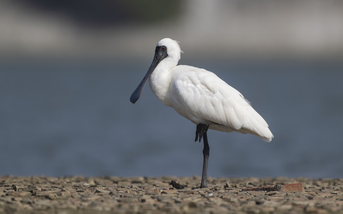 Black-faced Spoonbill - ML613198974