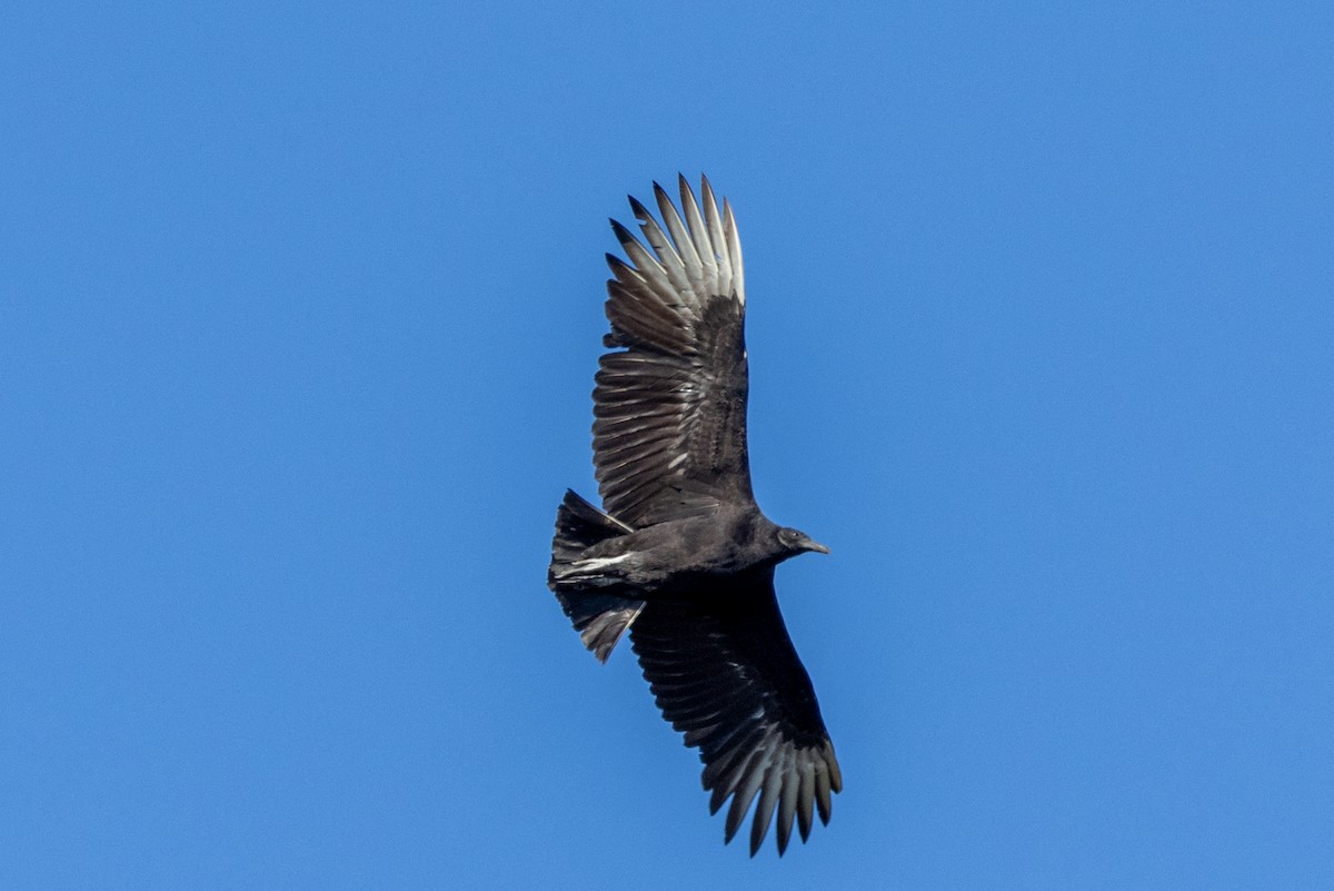 Black Vulture - ML613199003