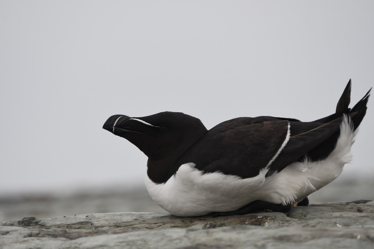 Razorbill - Lambert Gauthier