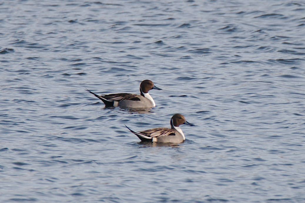 Northern Pintail - ML613199068