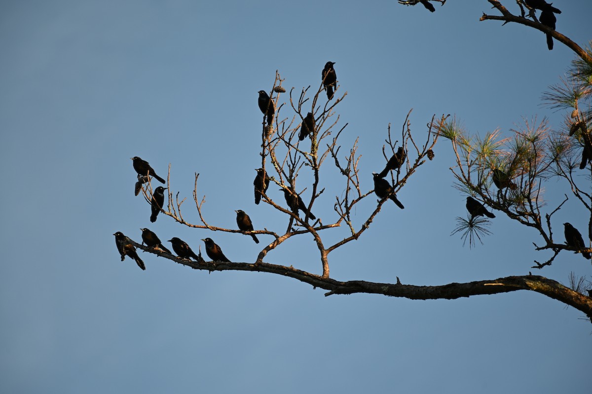 Zanate Común - ML613199096