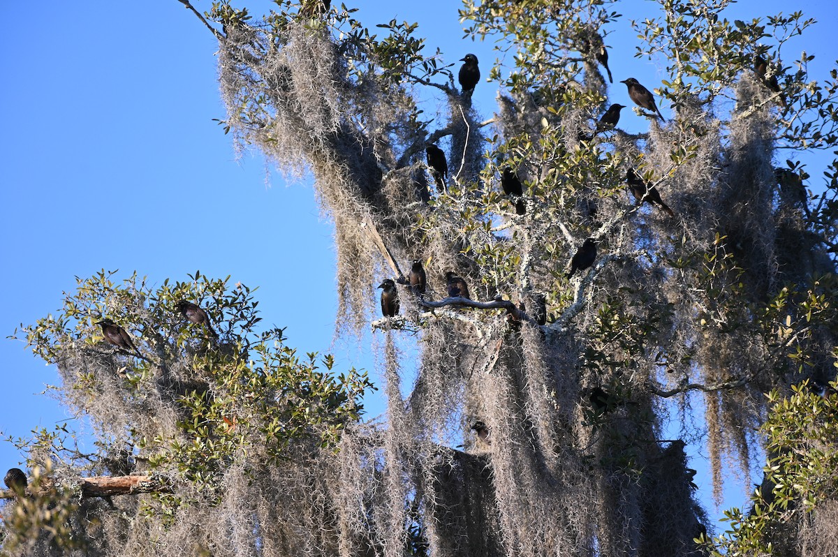 Zanate Común - ML613199097