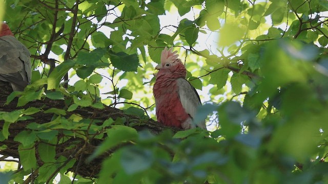 kakadu růžový - ML613199111