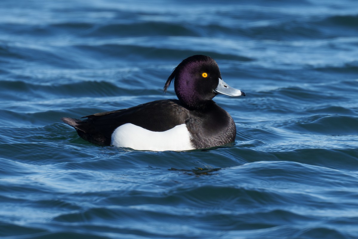 Tufted Duck - Austin Groff