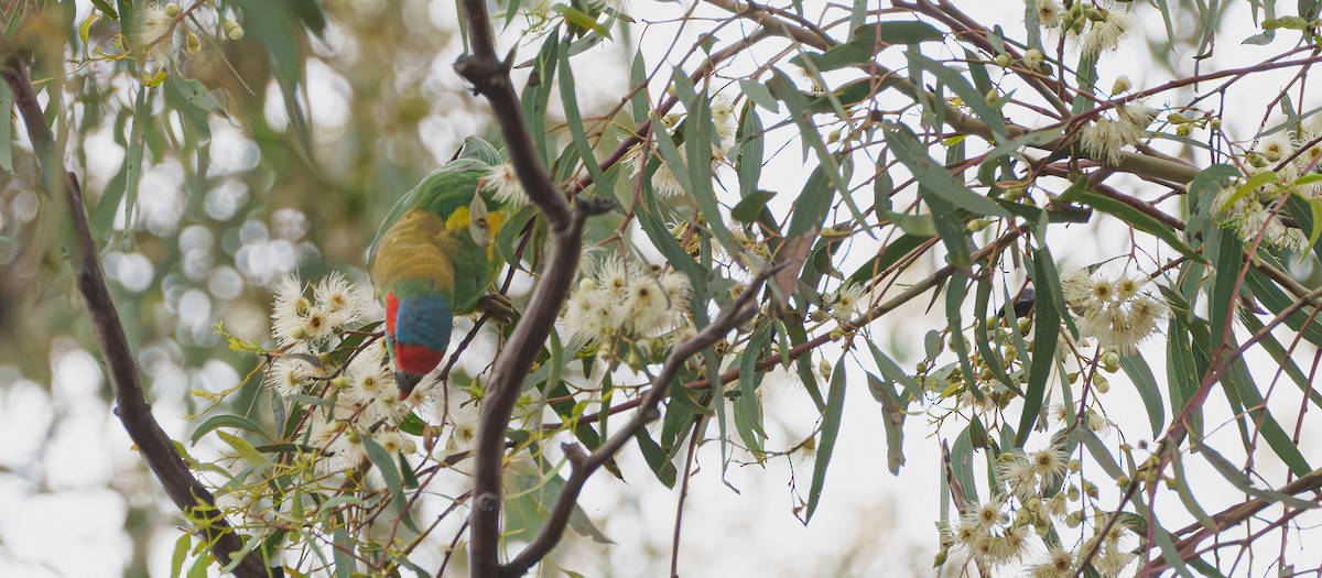 Musk Lorikeet - Ben Milbourne