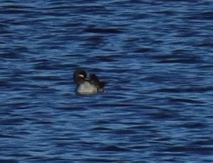 Bufflehead - ML613199152