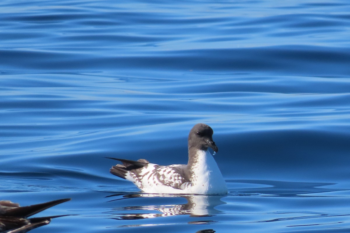 Cape Petrel - ML613199154