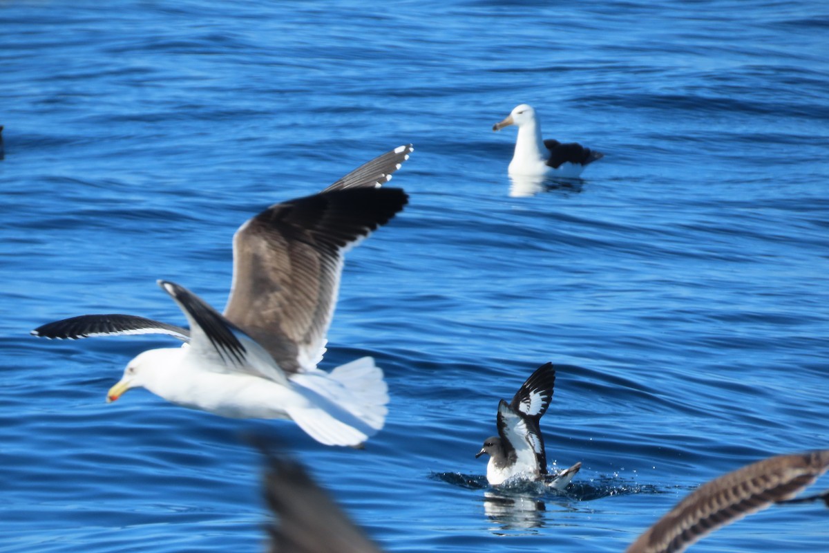 Cape Petrel - ML613199155