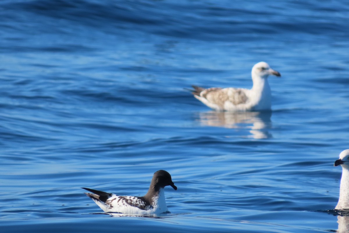 Cape Petrel - ML613199156