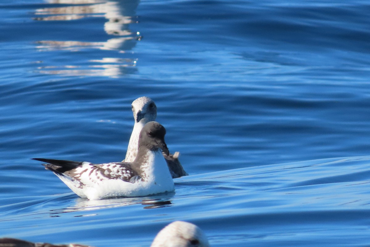 Cape Petrel - ML613199158