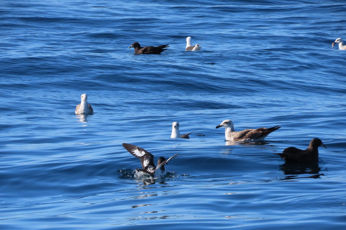 Cape Petrel - ML613199161