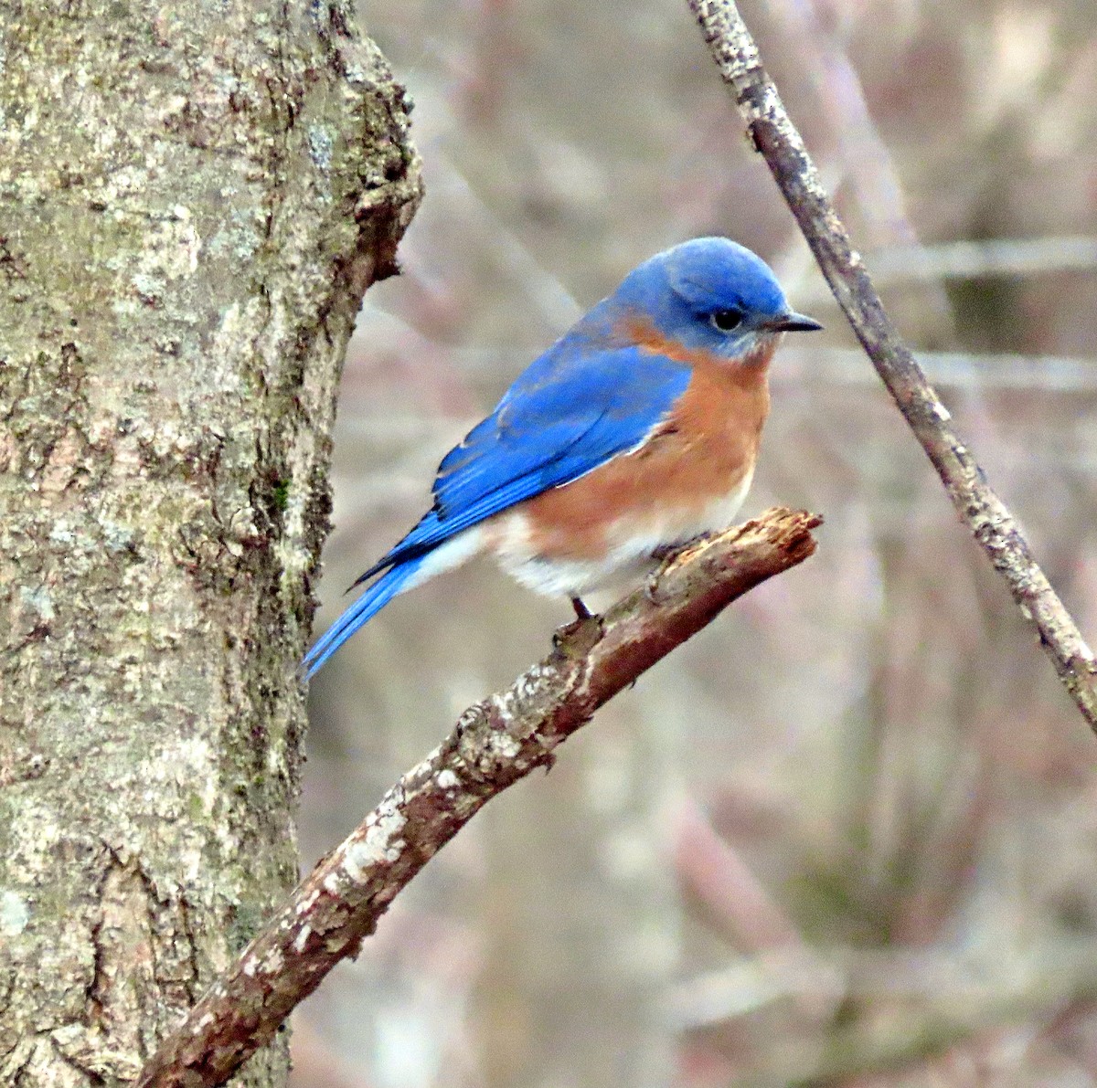 Eastern Bluebird - ML613199176