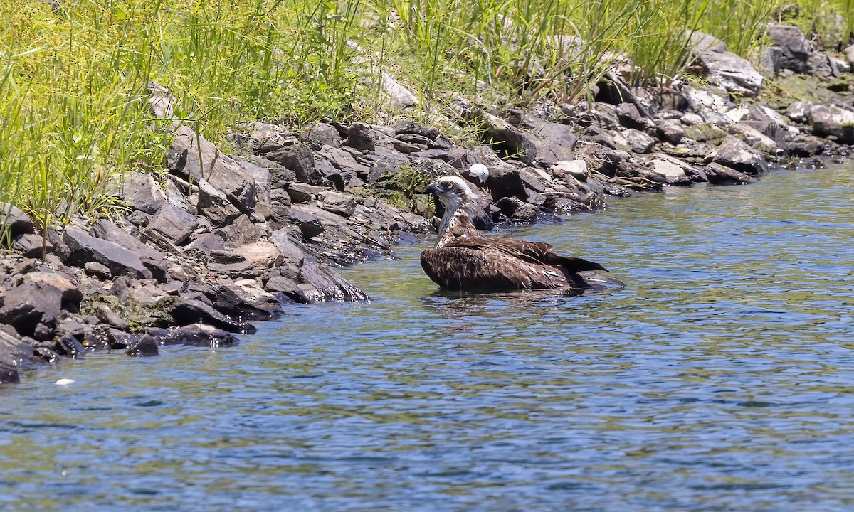 Osprey (Australasian) - ML613199245