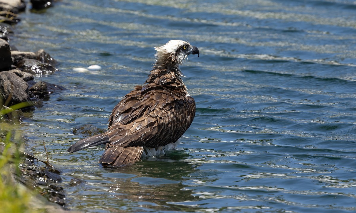 Águila Pescadora (Australia) - ML613199249