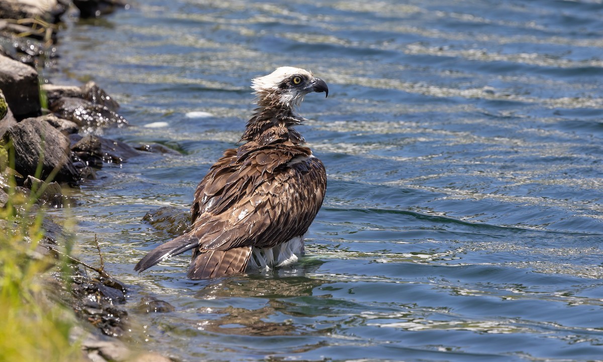 Águila Pescadora (Australia) - ML613199250