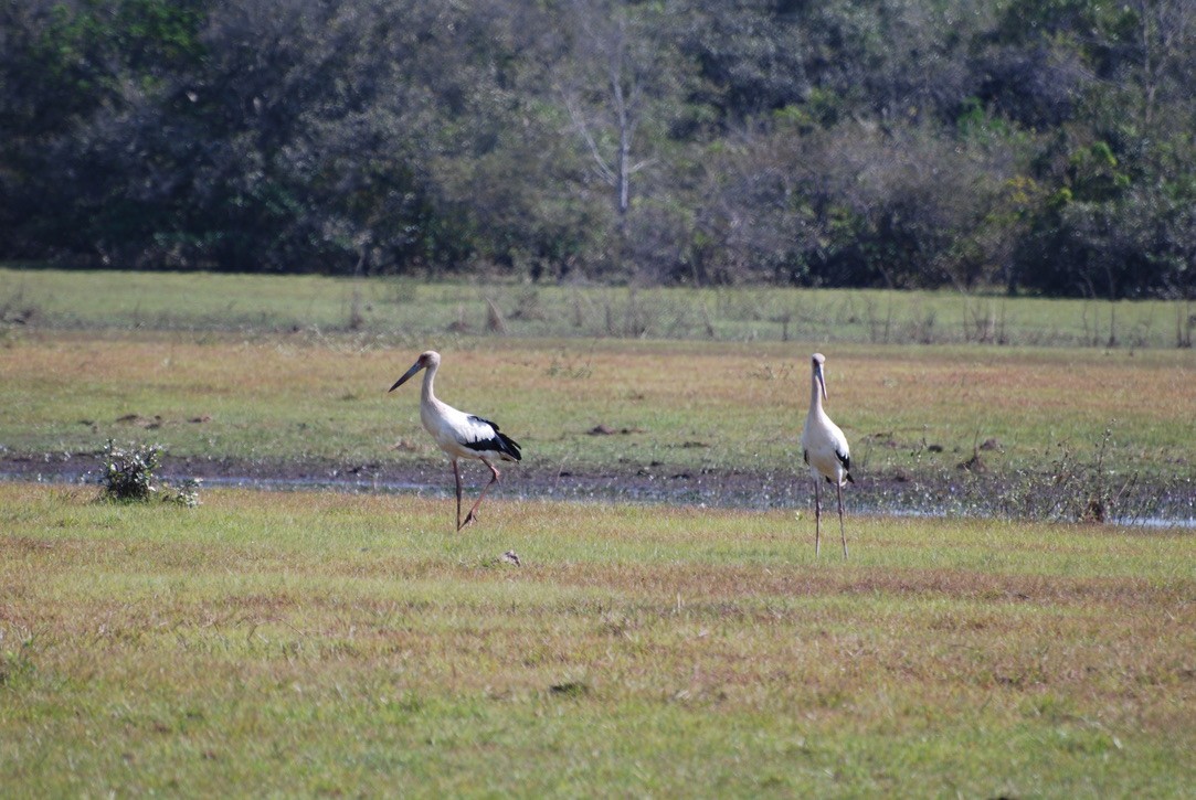 Maguari Stork - ML613199346