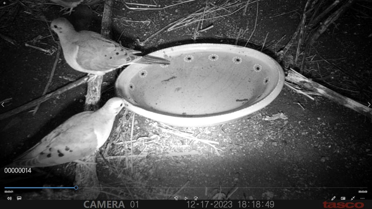 Mourning Dove - ML613199430