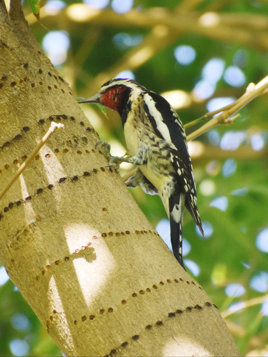 Yellow-bellied Sapsucker - Miriela Capó Díaz