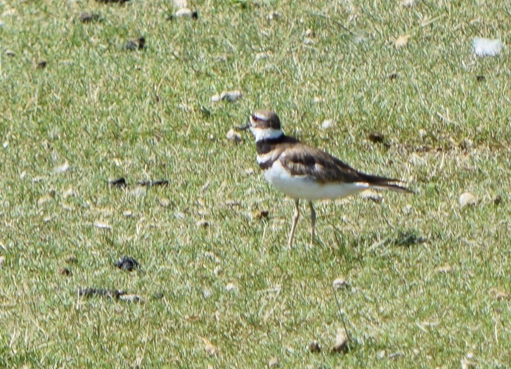 Killdeer - ML613199458