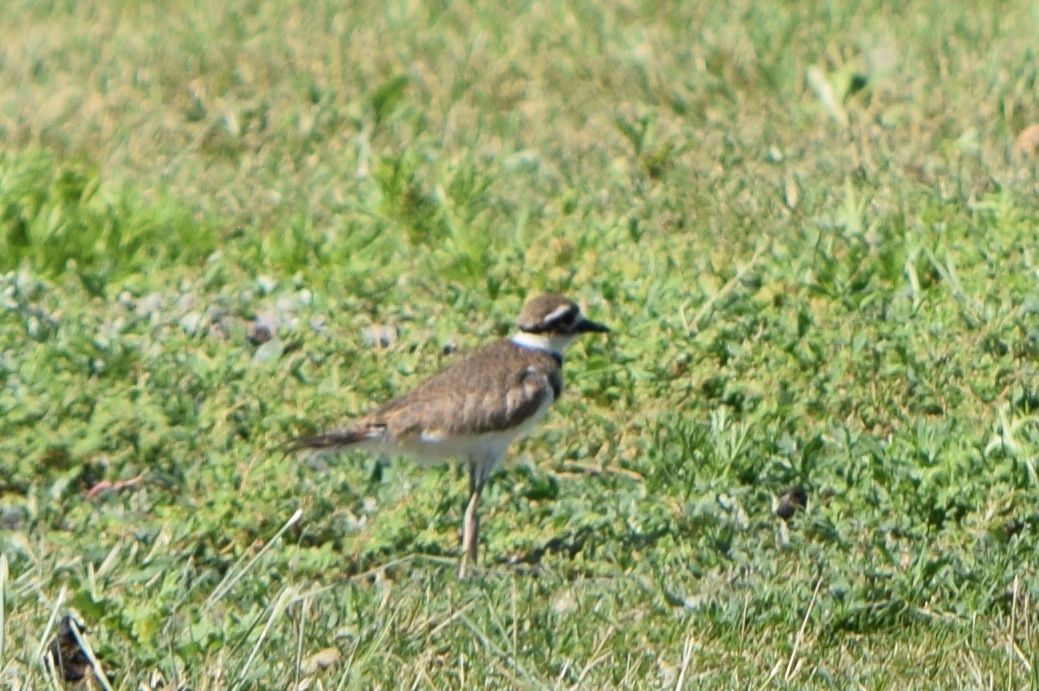 Killdeer - ML613199459