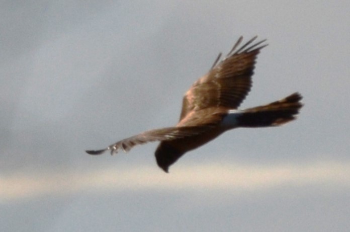 Northern Harrier - ML613199554