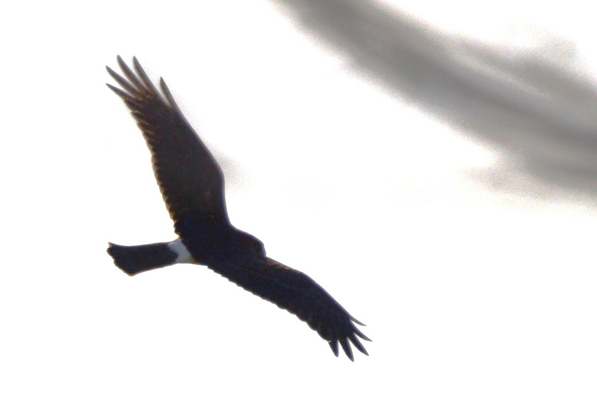 Northern Harrier - ML613199555