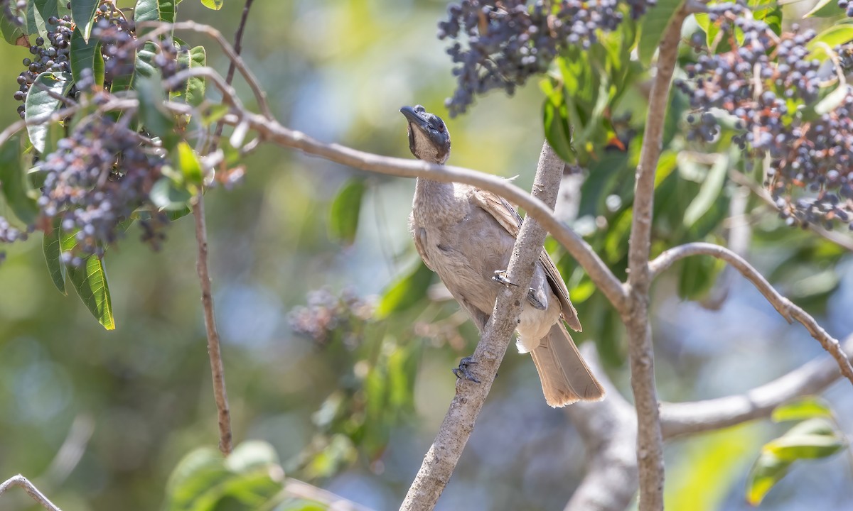 Helmeted Friarbird - Paul Fenwick