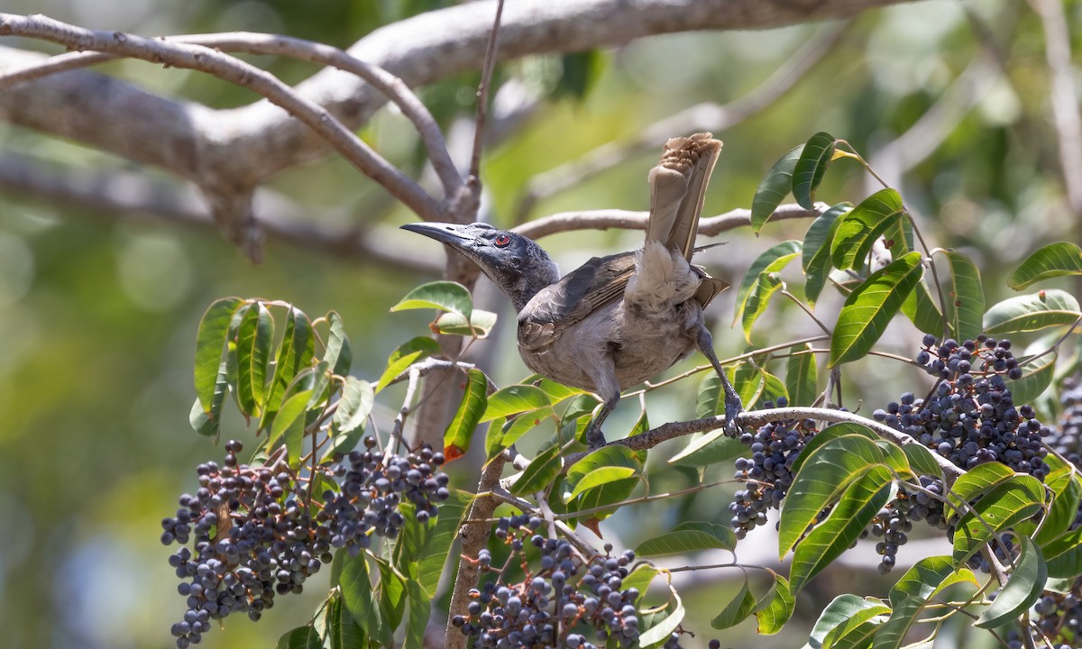 Helmeted Friarbird - ML613199649