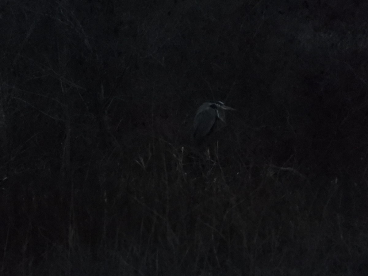 Great Blue Heron - Quentin Reiser