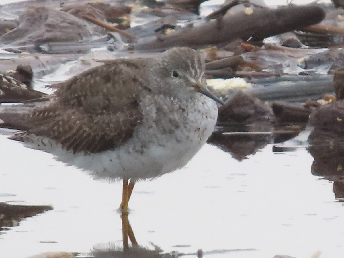 Lesser Yellowlegs - ML613199716