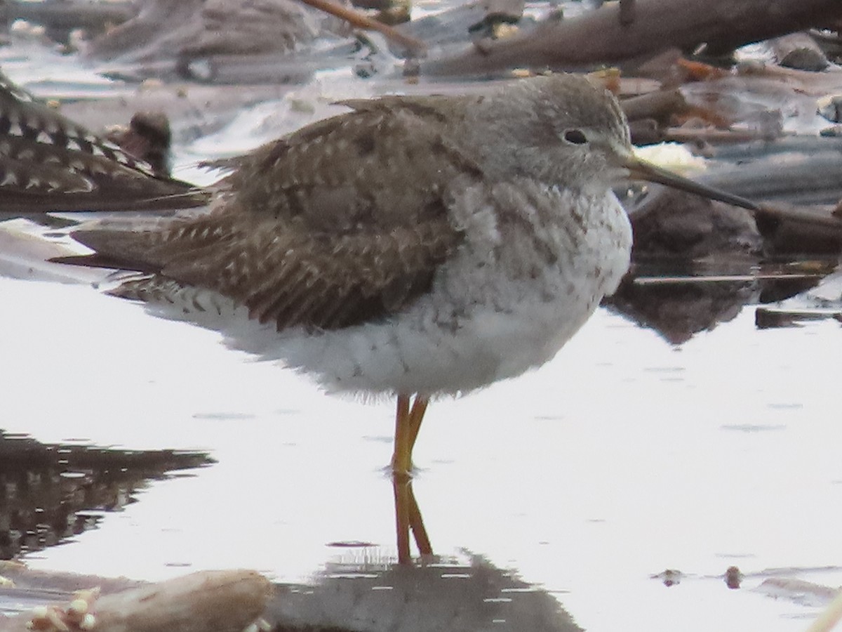 Lesser Yellowlegs - ML613199717