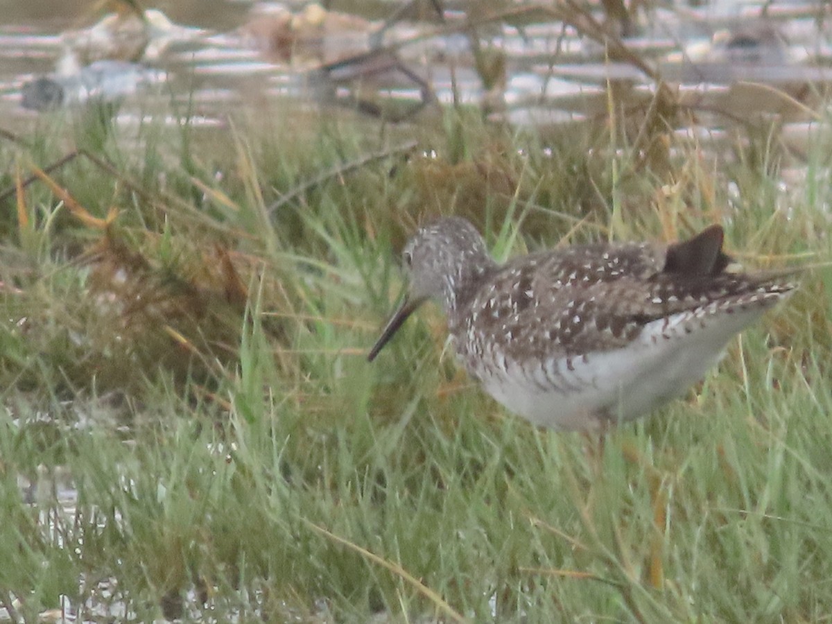 Lesser Yellowlegs - ML613199718