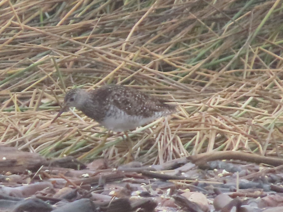 Lesser Yellowlegs - ML613199719