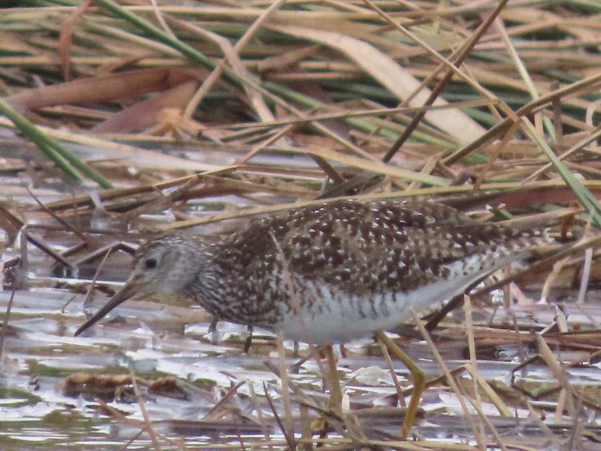 Lesser Yellowlegs - ML613199720