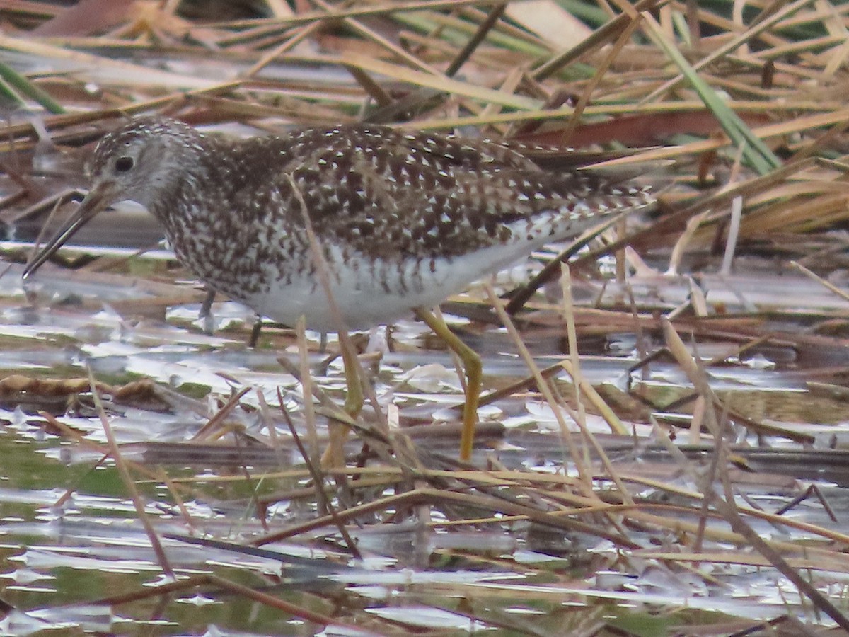 Lesser Yellowlegs - ML613199721