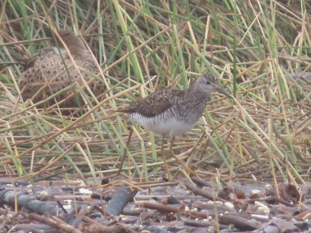 Lesser Yellowlegs - ML613199722