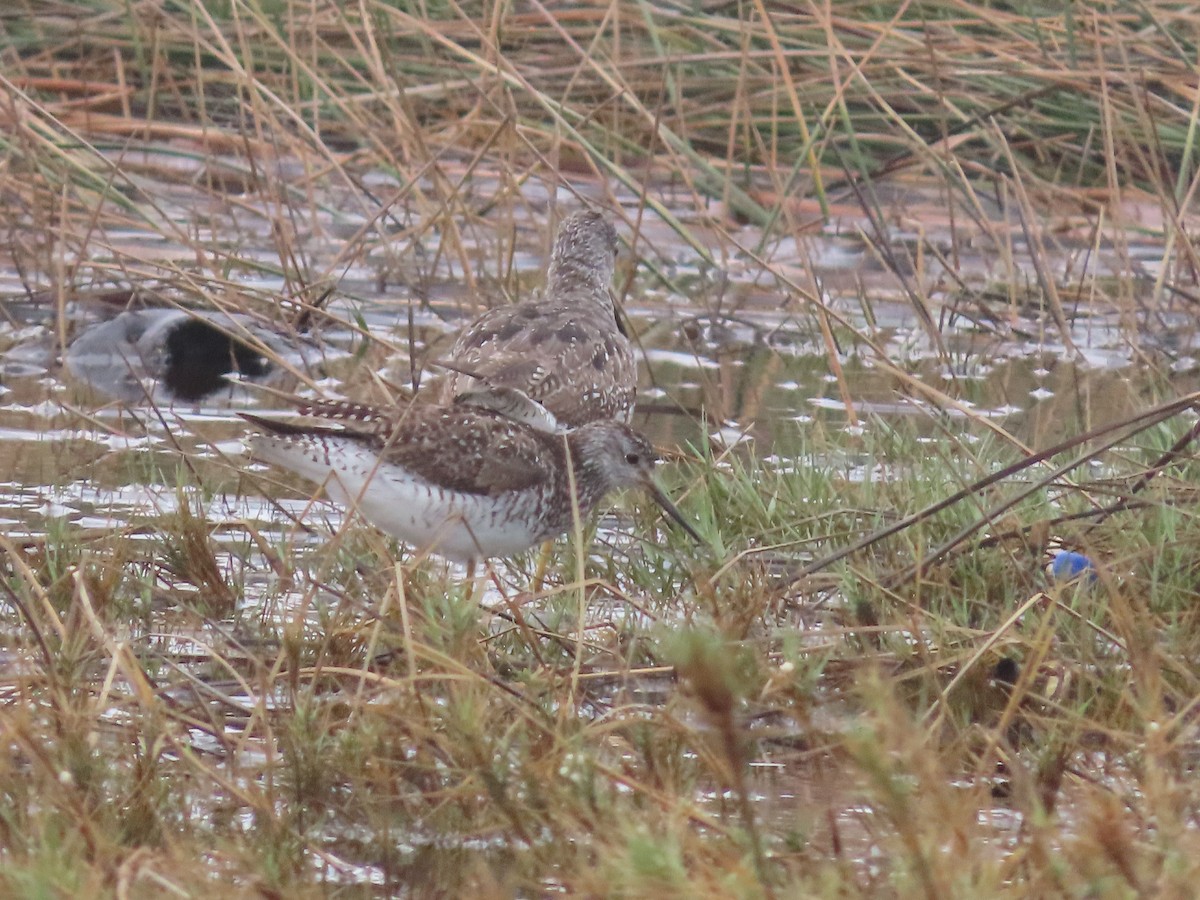 Lesser Yellowlegs - ML613199723