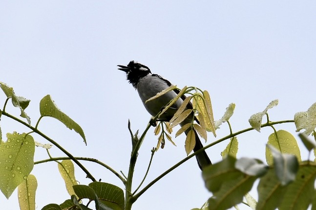 White-eared Monarch - Russell Waugh