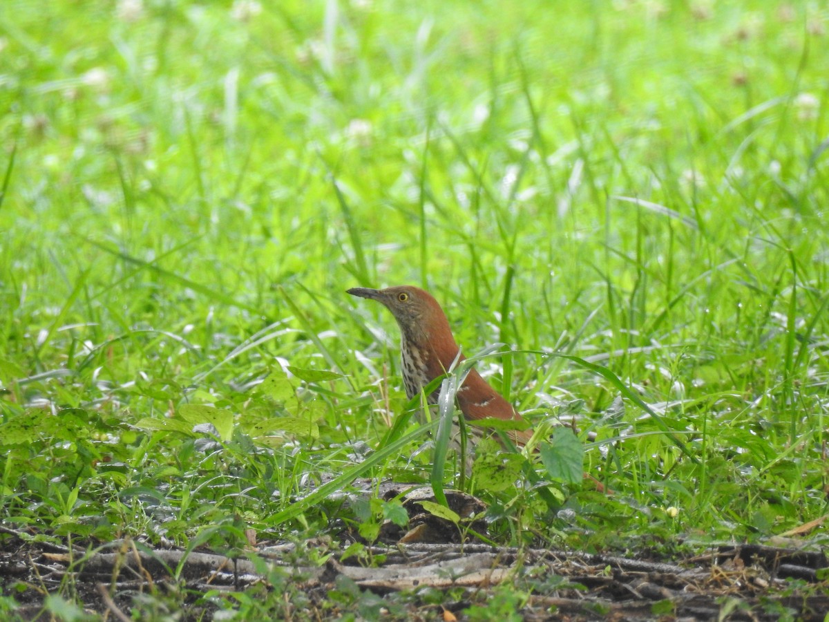 Brown Thrasher - ML61320001