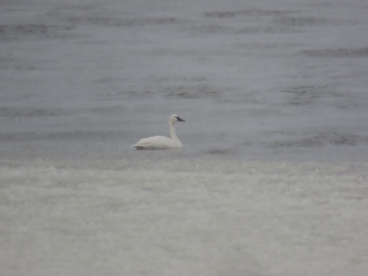 Tundra Swan - Carter Dorscht