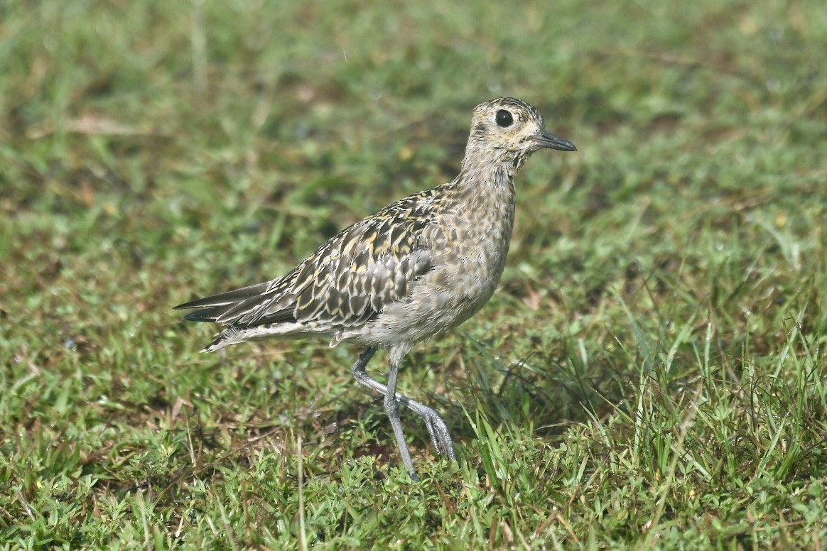 Pacific Golden-Plover - ML613200081