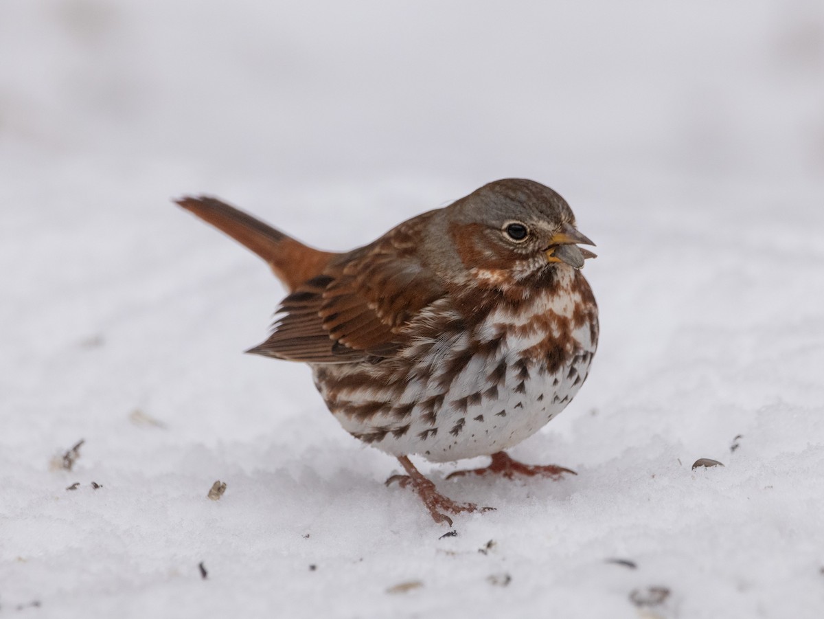 Fox Sparrow - ML613200087